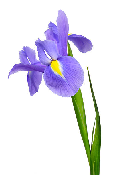 purple iris flower purple iris flower isolated on white background iris plant stock pictures, royalty-free photos & images