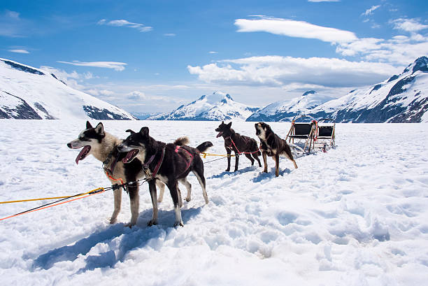 Dog sledding in Alaska Special adventure in Alaska - Dogsled experience - Travel Destination juneau stock pictures, royalty-free photos & images