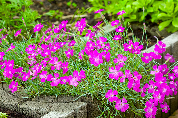Pink (Dianthus deltoides) Pink (Dianthus deltoides) in the garden with different plants in the Evening. Summer time. AdobeRGB. deltoid stock pictures, royalty-free photos & images
