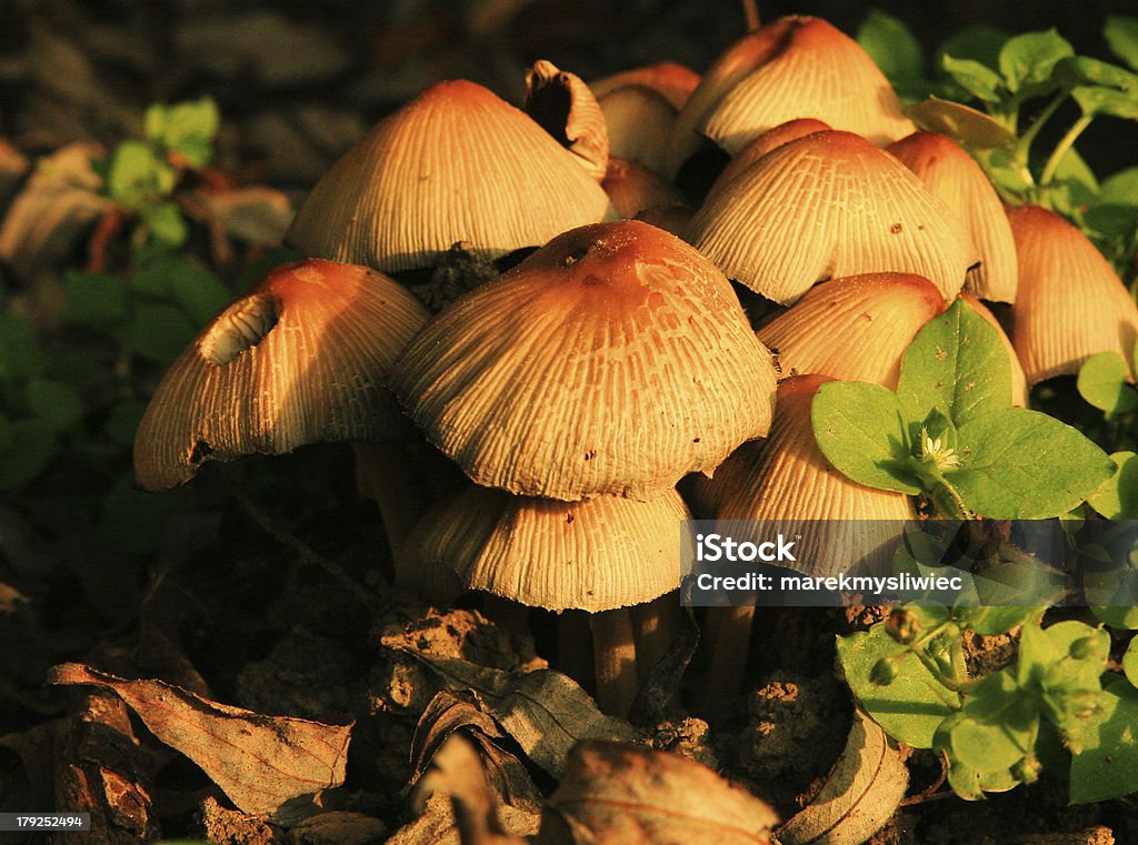 Hongos en el césped - Foto de stock de Aire libre libre de derechos