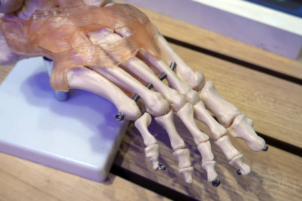 istock human skeleton foot ankle bone joint anatomy model. 1792525094