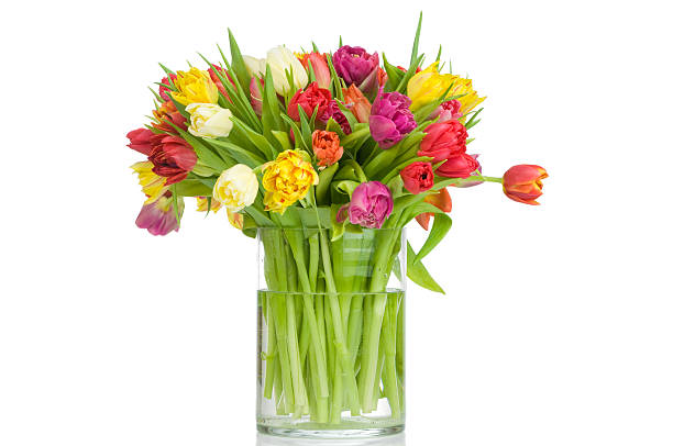 Tulips in the vase stock photo