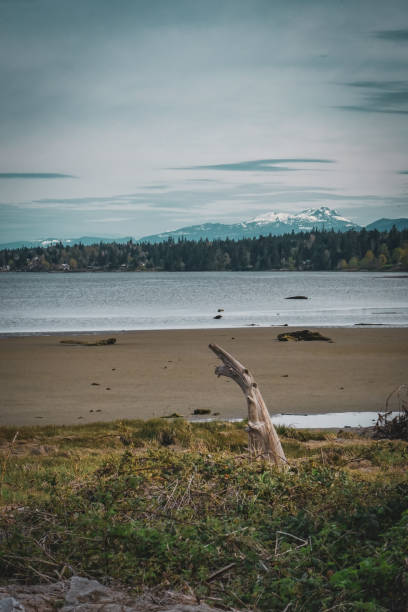 Beach/Sea/Estuary at Comox Valley/Courtenay Airpark, Vancouver Island, BC, Canada stock photo