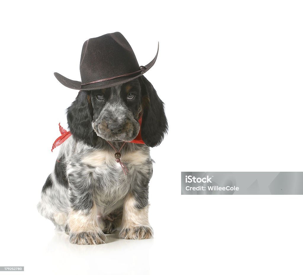 country-Hund - Lizenzfrei Cowboy Stock-Foto