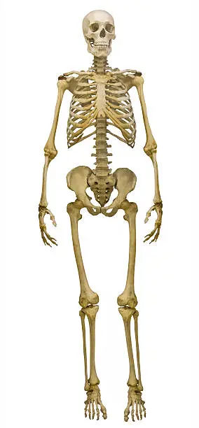 human skeleton isolated on white background