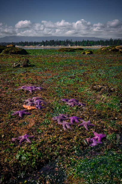 Starfish/Seastars at Campbell River, BC, Canada stock photo