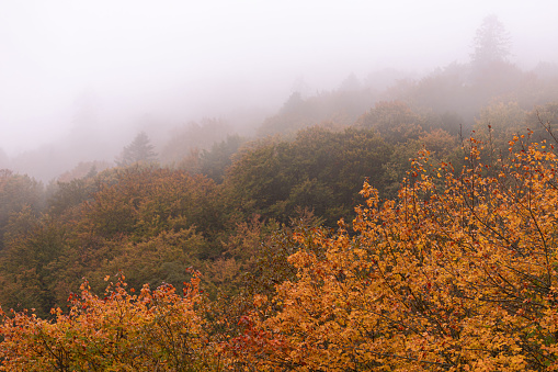 Beauty of the Ukrainian nature. Autumn mountains. Fog in the mountains. Dark tree silhouettes in the forest. Tree crowns. Trees in the haze.