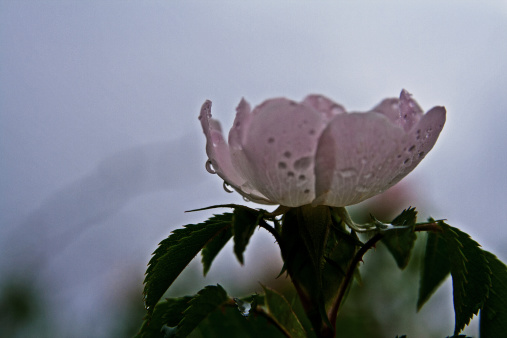 After the rain, this wild rose has water droplets inside and outside, wet leaves and foggy sky.