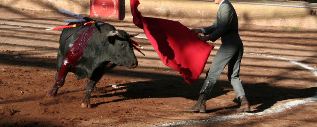Bullfight in a festival
