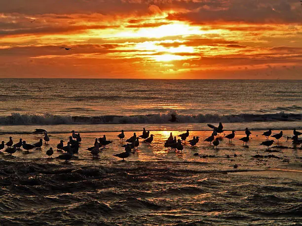 a group of sand piper birds on the beach break of the ocean at aptos california