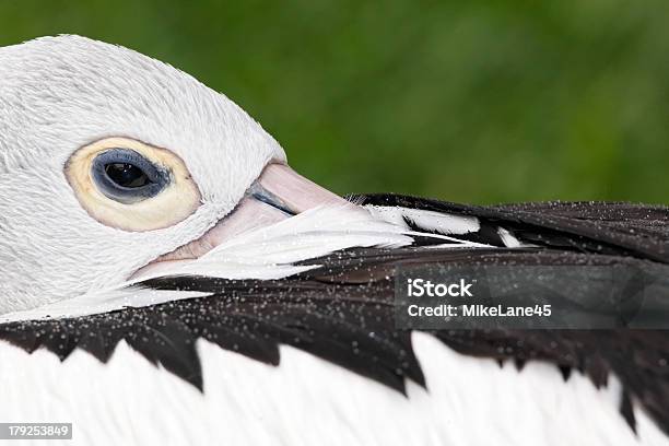 Pellicano Australiano Pelecanus Conspicillatus - Fotografie stock e altre immagini di Acqua - Acqua, Ambientazione esterna, Animale selvatico