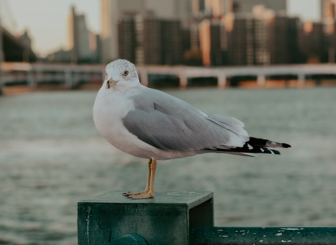 Manhattan seagull