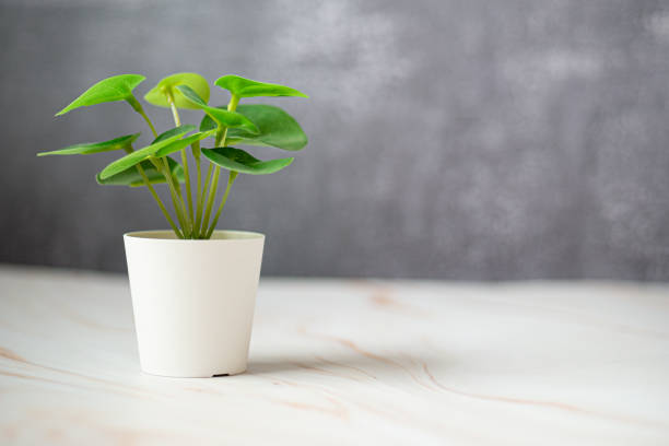 istock small green plant in front of a gray background with empty space 1792541231
