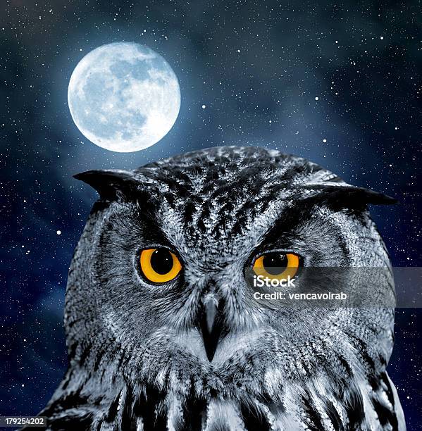 Eagle Owl Stock Photo - Download Image Now - Animal, Animal Body Part, Animal Eye