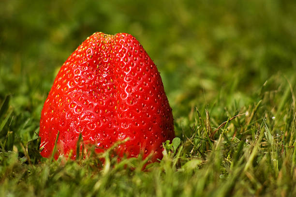Strawberry on the lawn stock photo