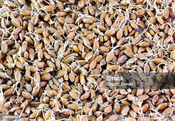 Зерна Пшеницы Germinated — стоковые фотографии и другие картинки Без людей - Без людей, Горизонтальный, Еда