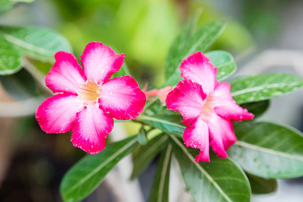 istock Desert Rose; Impala Lily; Mock Azalea 179254682