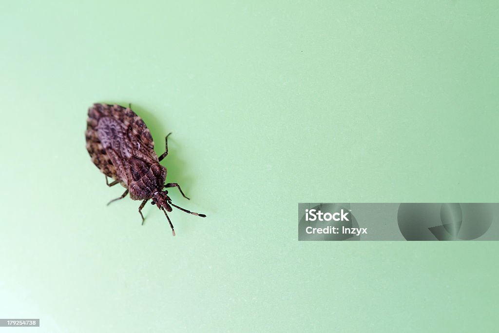 stinkbug - Foto de stock de Animal libre de derechos