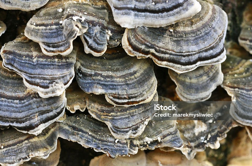 Mashroom - Foto de stock de Cogumelo - Fungo royalty-free