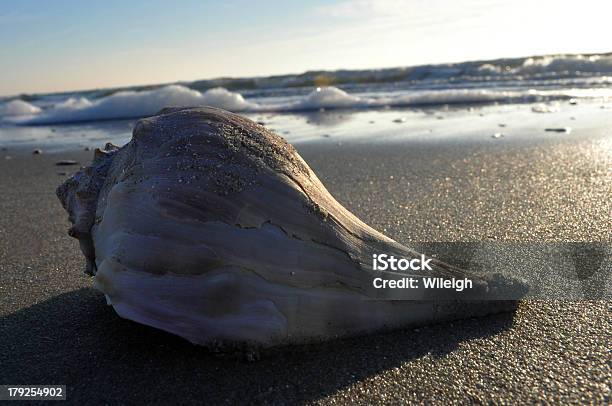 Conch Shell Am Strand Stockfoto und mehr Bilder von Brandung - Brandung, Fotografie, Gezeiten