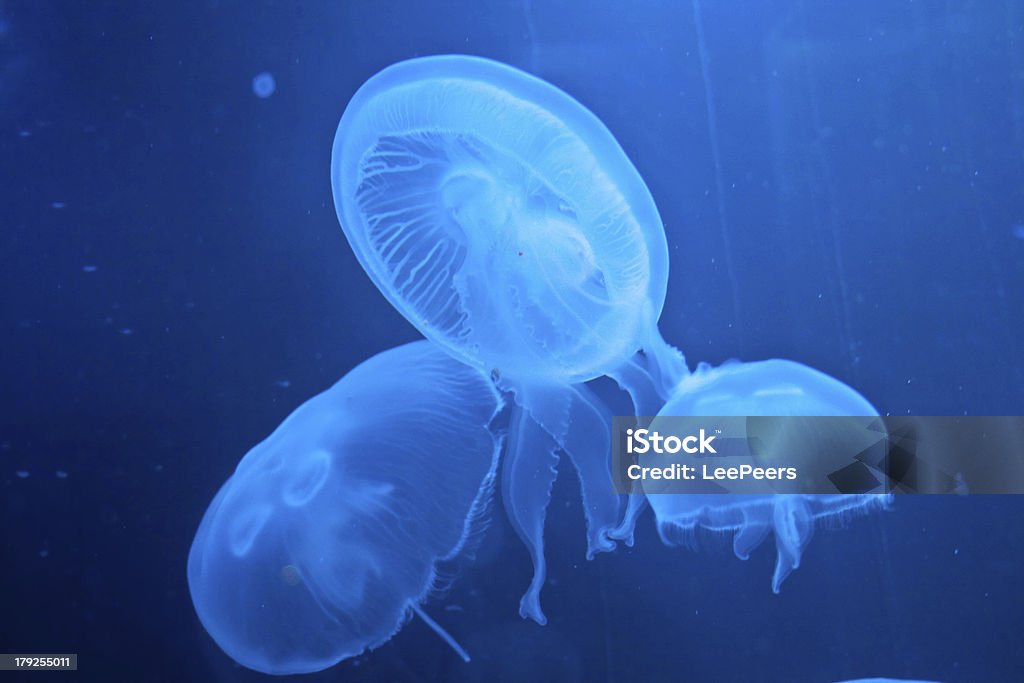 Gelatina de azul - Foto de stock de Mar libre de derechos