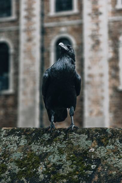 istock Black crow perched on a stone in a cemetery 1792550906