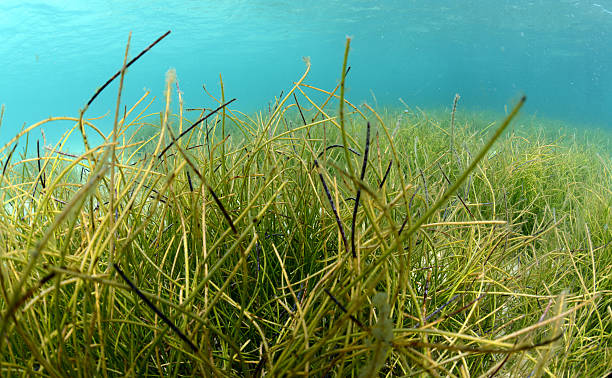 istock Flowing underwater sea grass in blue water 179255127