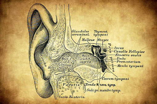 The external auditory canal and the tympanic cavity on average