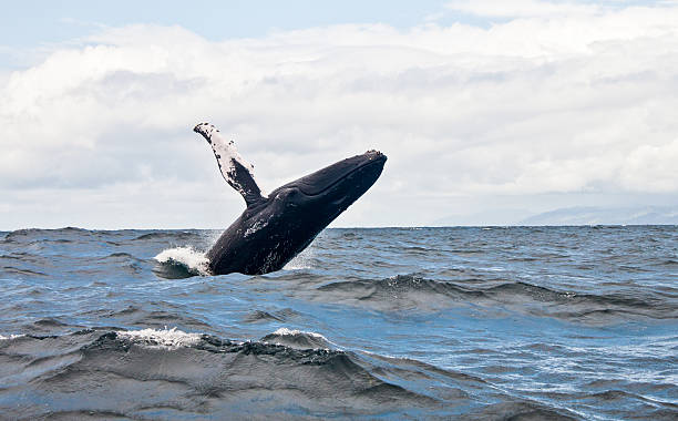 istock A blue whale breaching out of the ocean 179255264