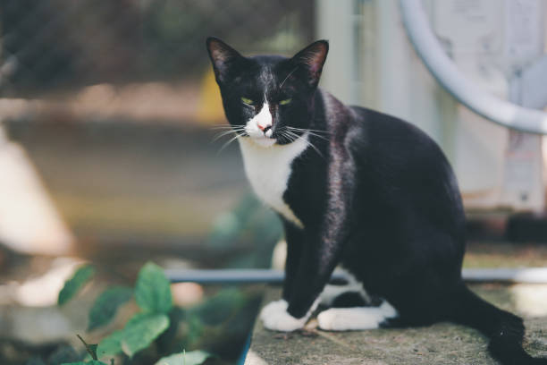 istock A black and white cat sat and watched with ferocious eyes. 1792552998