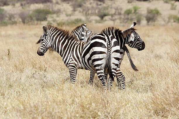 istock Zebras (Equus burchellii) in the savanna 179255370