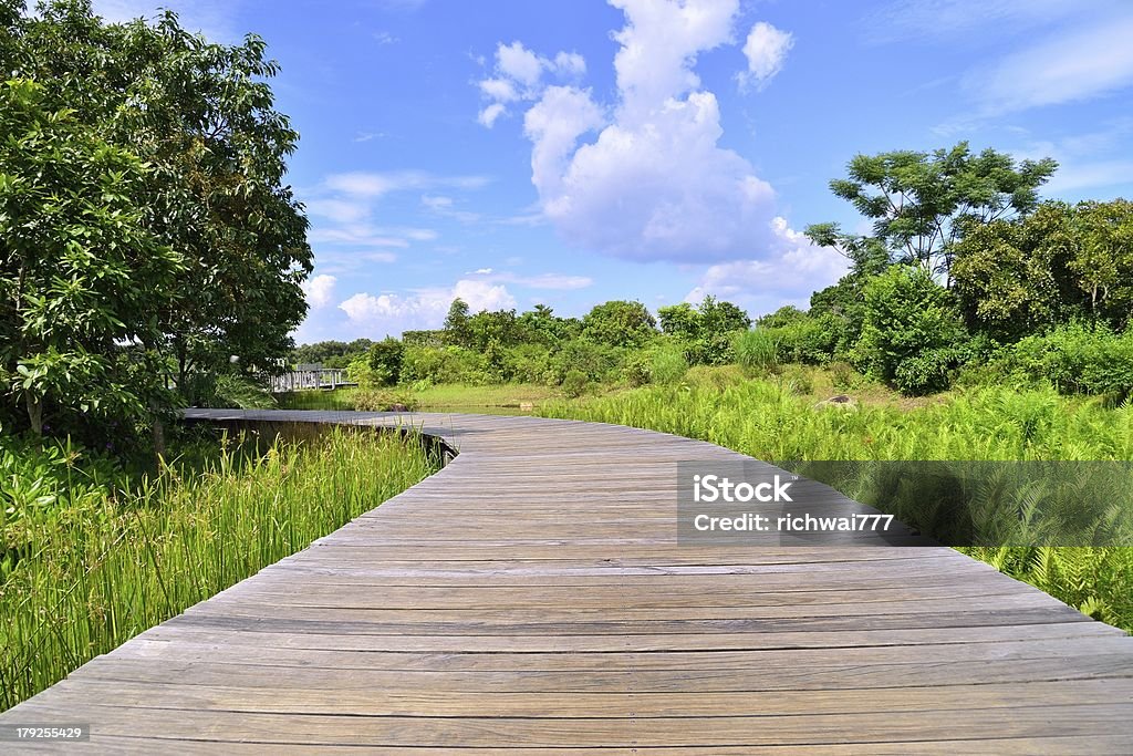 Swamp Trail - Photo de Allée couverte de planches libre de droits