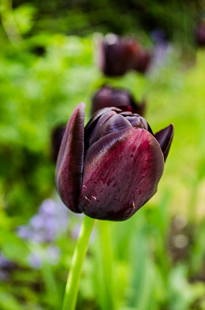 istock close up of a black tulip 179255432