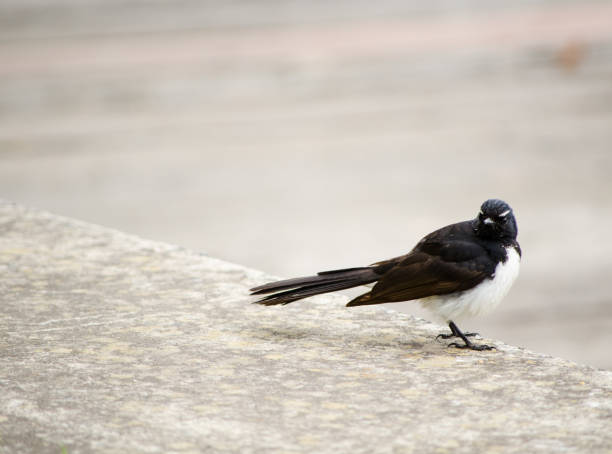 istock Willie wagtail Australia wild bird in black and white plumage perching on a concrete. 1792554895