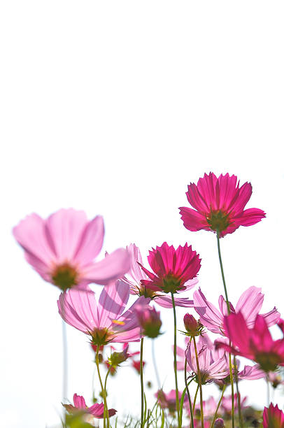 istock Pink color daisies in grass field with white background 179255718