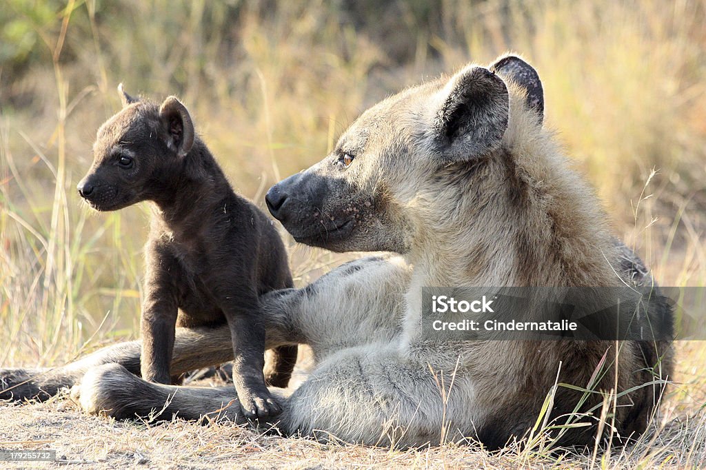 Mother and Baby Hyena Taken in The Kruger National Park, South Africa just after sunise. Brown Stock Photo