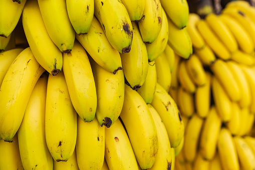 Close up view of fresh unripe organic bananas.