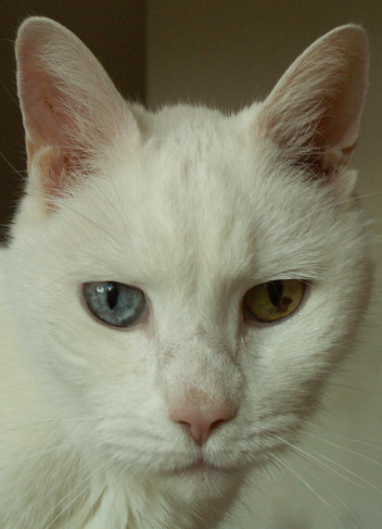 The cat is an oriental white, though probably not purebred. Focal point is his different colored eyes - one blue and one yellow with a patch of brown. This is one of two files in my portfolio featuring this particular animal.