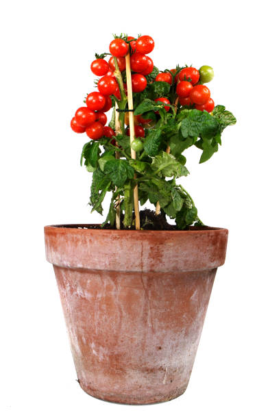 A picture of a potted plant of very red tomatoes Tomato plant in a terracotta pot over white background. tomato plant stock pictures, royalty-free photos & images