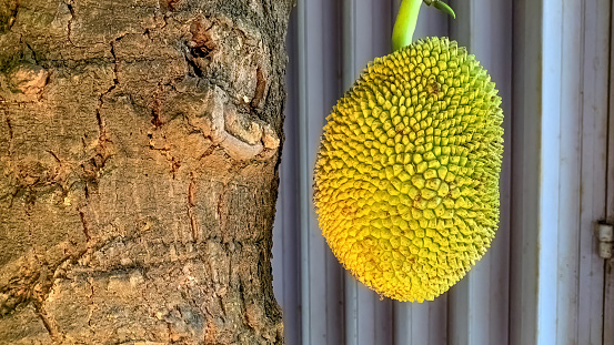 lots of jackfruit hanging from the plant