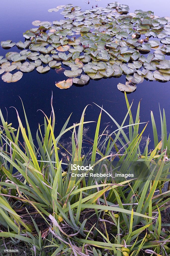 Lily folhas em um lago - Foto de stock de Azul royalty-free