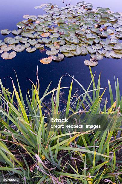 Foto de Lily Folhas Em Um Lago e mais fotos de stock de Azul - Azul, Azul escuro - Azul, Barragem