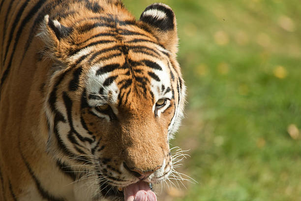 Nahaufnahme von einem Tiger – Foto