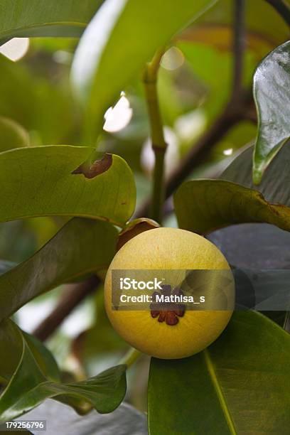 Young Amarillo Mangostino En Árbol Foto de stock y más banco de imágenes de Alimento - Alimento, Amarillo - Color, Clima tropical