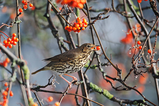 istock Song thrush, Turdus philomelos 179256835
