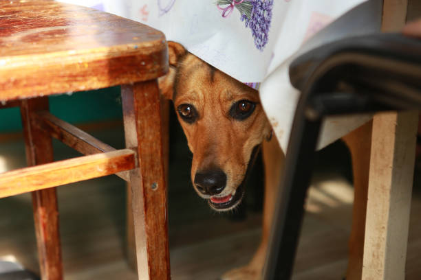 istock dog on the porch hides under the table 1792569554