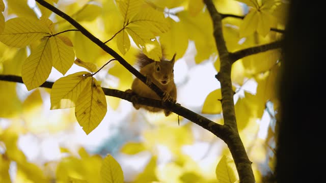 Cute brown squirrel sitting on wooden branch in autumn forest. Wild fluffy squirrel looking for food outside. Wildlife concept. Close-up. Slow motion.