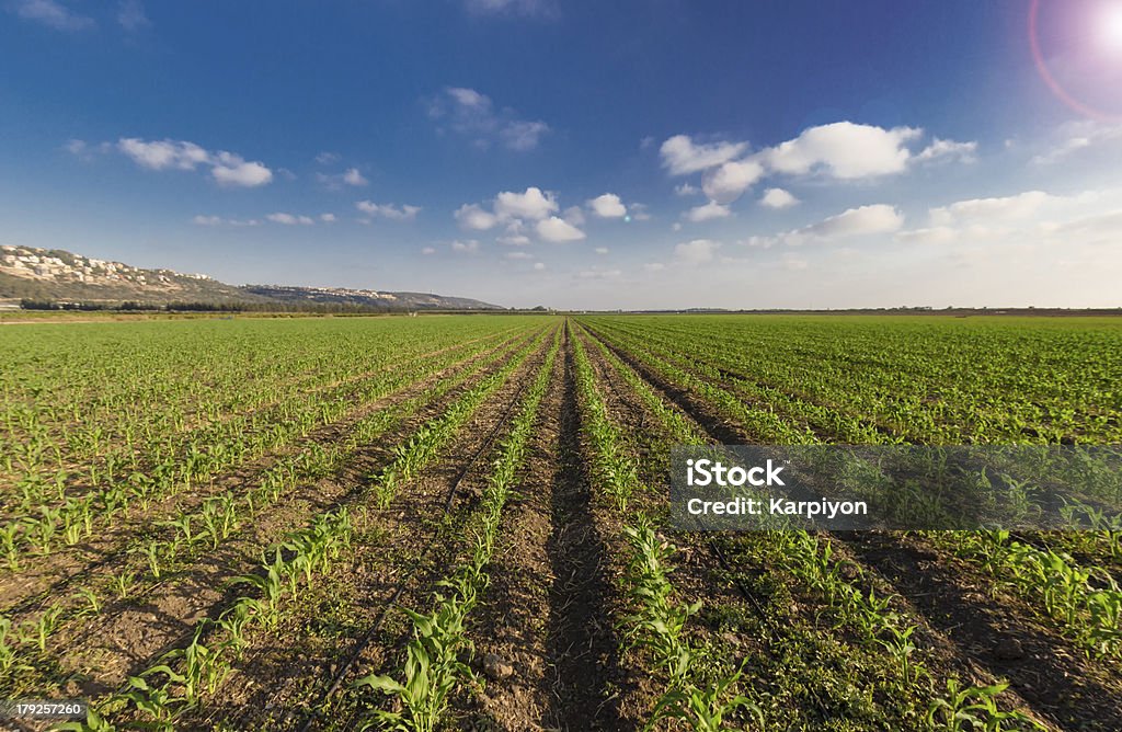 Trigo Verde apresentado lue céu e raios de sol - Foto de stock de Agricultura royalty-free
