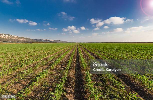 Trigo Verde Apresentou Lue Céu E Raios De Sol - Fotografias de stock e mais imagens de Agricultura - Agricultura, Ajardinado, Ao Ar Livre