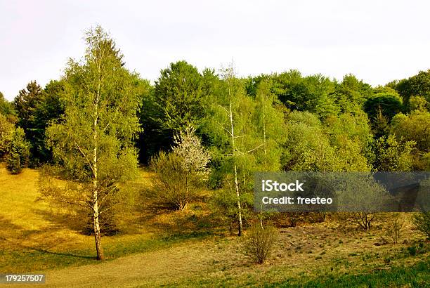 Prado Alpino - Fotografias de stock e mais imagens de Agricultura - Agricultura, Alpes Europeus, Alpes suíços